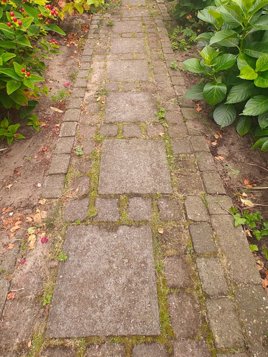Tuinpad met mos en onkruid tussen de voegen, vóór de reiniging
